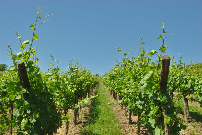 Elzasser wijnstok 768x515