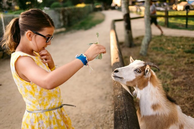 Camping La Grande Métairie Bretagne kinderboerderij 768x512