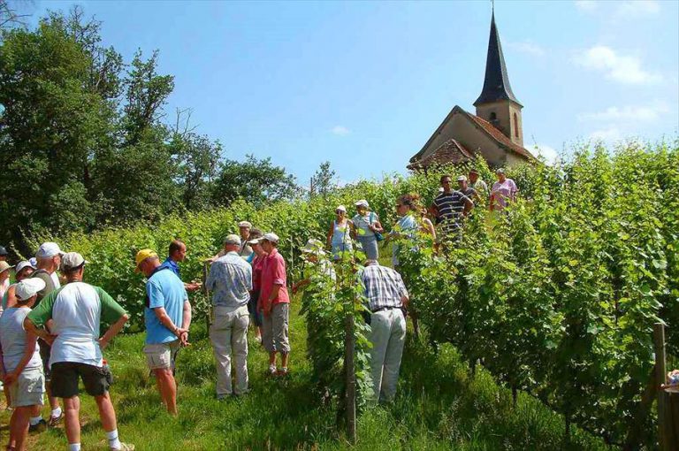Camping Le Château de Montrouant wijngaard 768x510