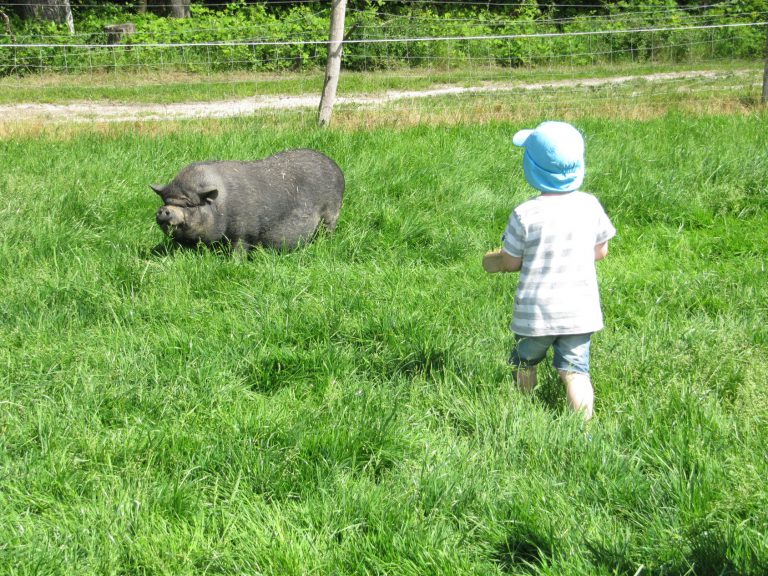 Camping Ferme de Prunay varkens voeren 768x576