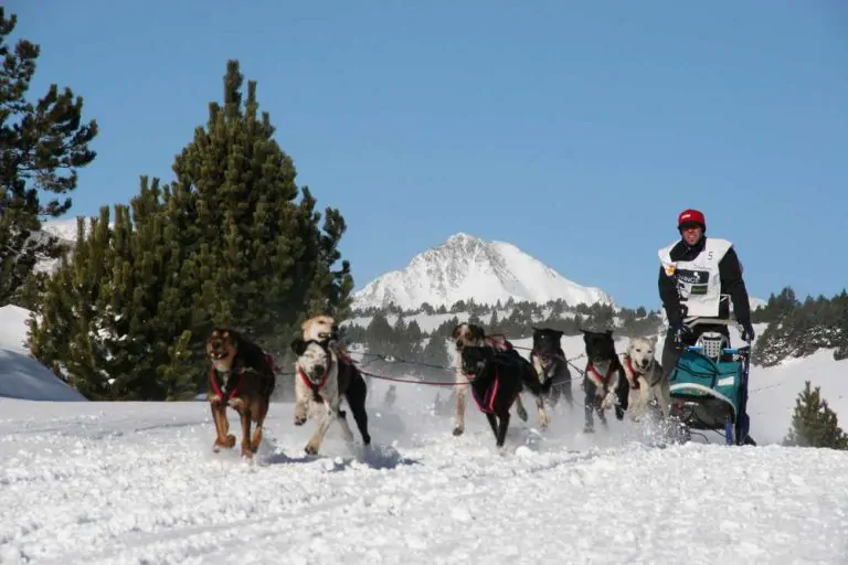 Camping Huttopia Font Romeu hondenslee 768x512