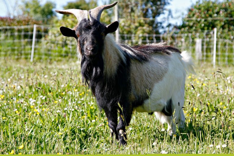 Camping La Ferme de Lann Hoedic kinderboerderij 768x512