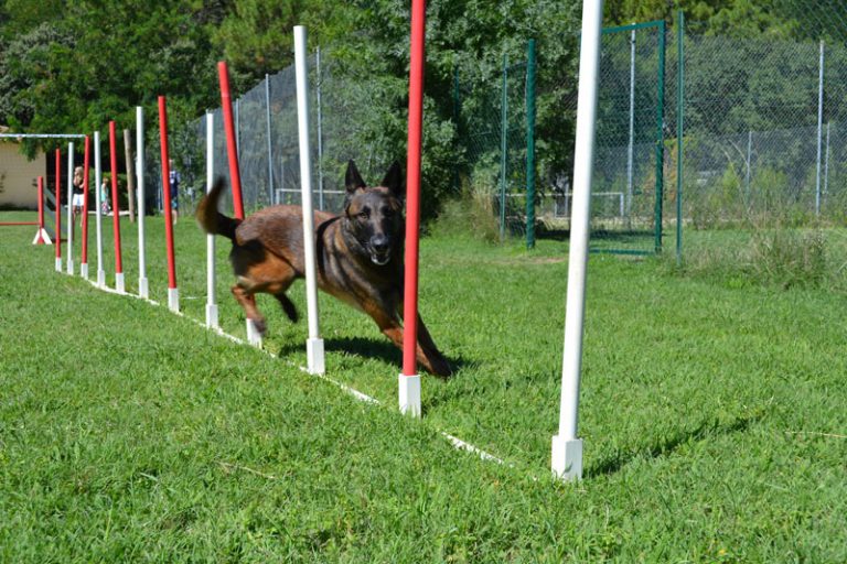 Camping Pont Du Gard Agility 768x512