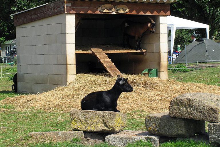 Camping Saint Michel Mont Saint Michel kinderboerderij 768x513