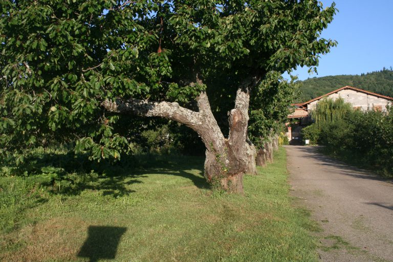 Camping Aire Naturelle de Les Cerisiers  768x512