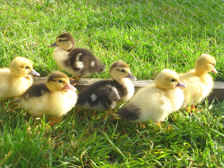 Camping L Eden kinderboerderij 768x576