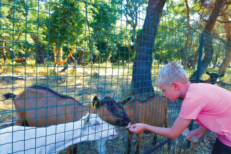 Camping Via Romana Corsica kinderboerderij 768x512