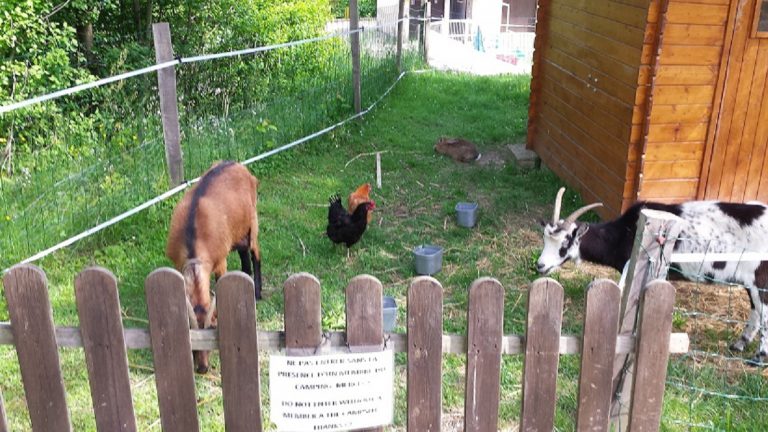 Camping Le Grand Cerf Drome kinderboerderij 768x432