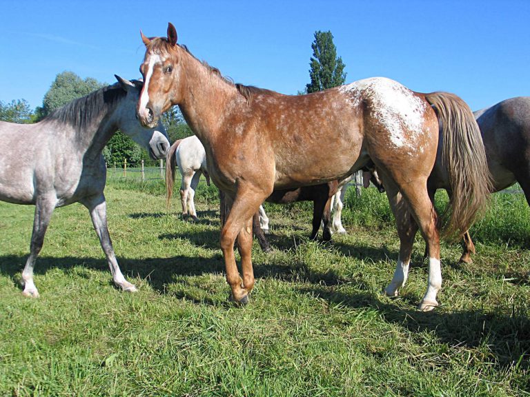 Camping Au Clair Ruisseau paardenpension 768x576