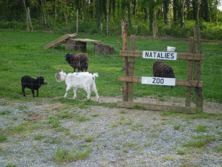 Camping Des Cerisiers kinderboerderij 768x576