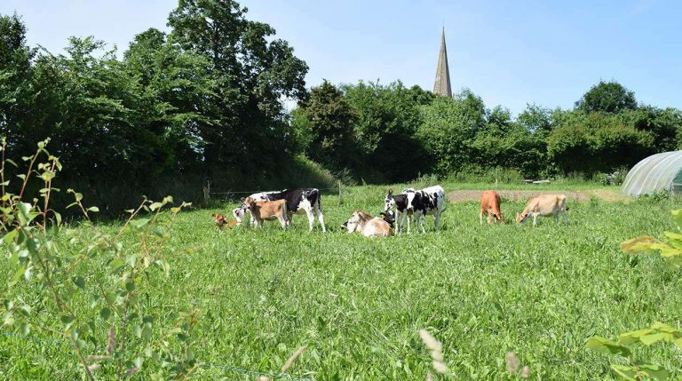Boerencamping La Ferme de la Folivraie koeien 768x429
