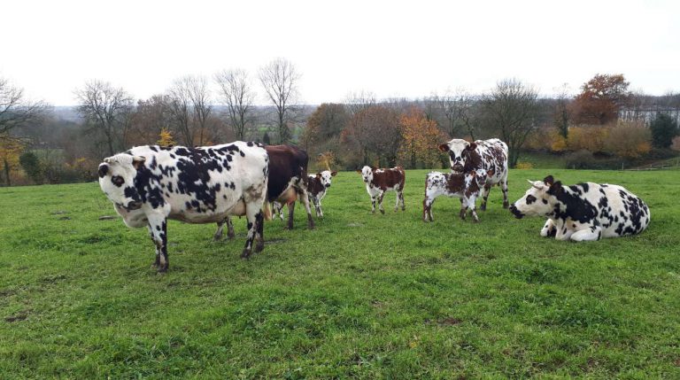 Camping La Ferme de La Moriciere koeien 768x429