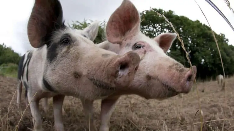 Camping La Ferme de La Moriciere varkens 768x429