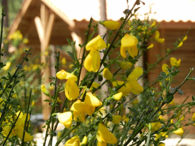 000004945951 768x576