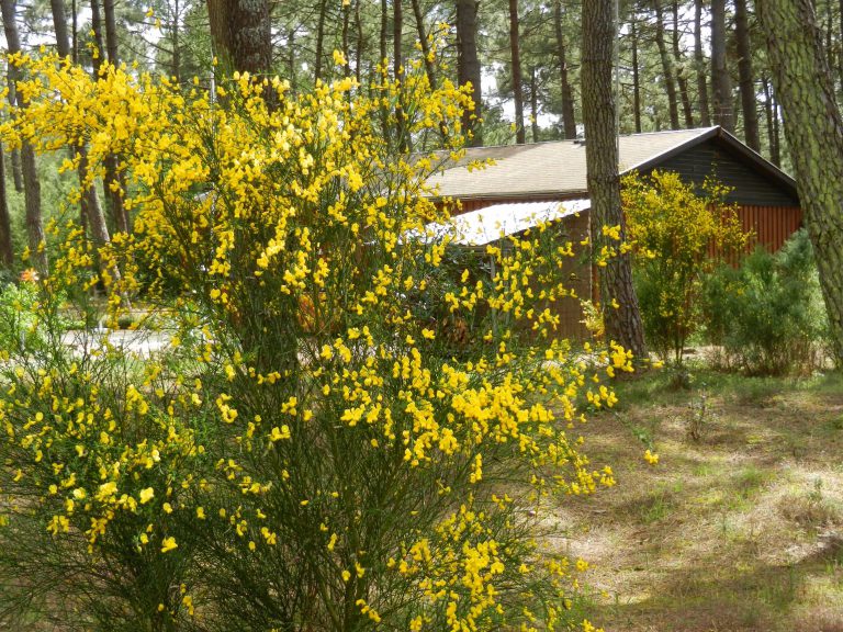 000004945961 768x576