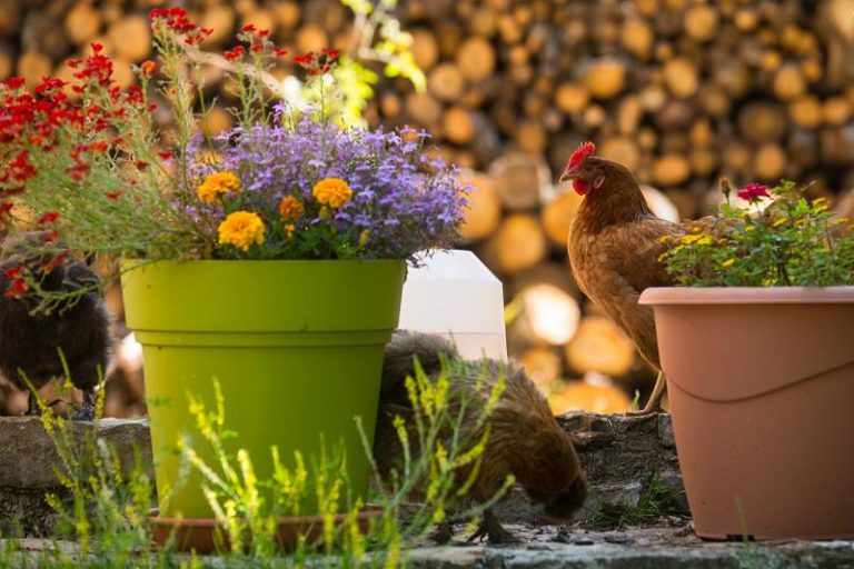 000006567111 768x512