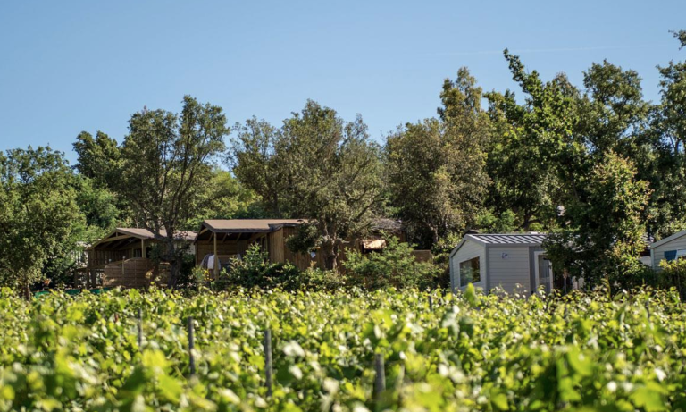 000009739621 768x461