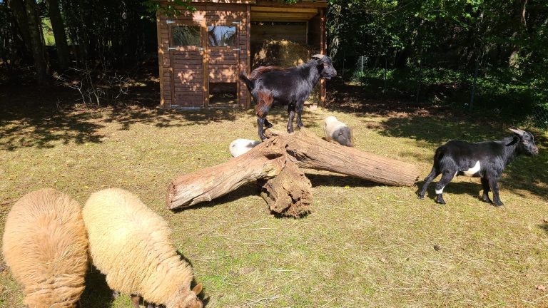 000009990651 768x432