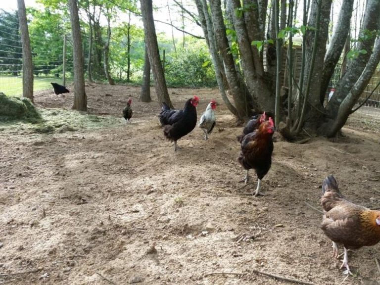 Flower Camping les Nauves 4 768x576